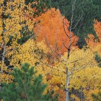 Picture of REALTOR Listing Property